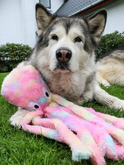 BEST FRIEND Octobus Dog Plush Toy