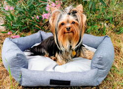 Companion Dog Bed med tempererende pude med sprcielt kølende stof - til små hunde og katte