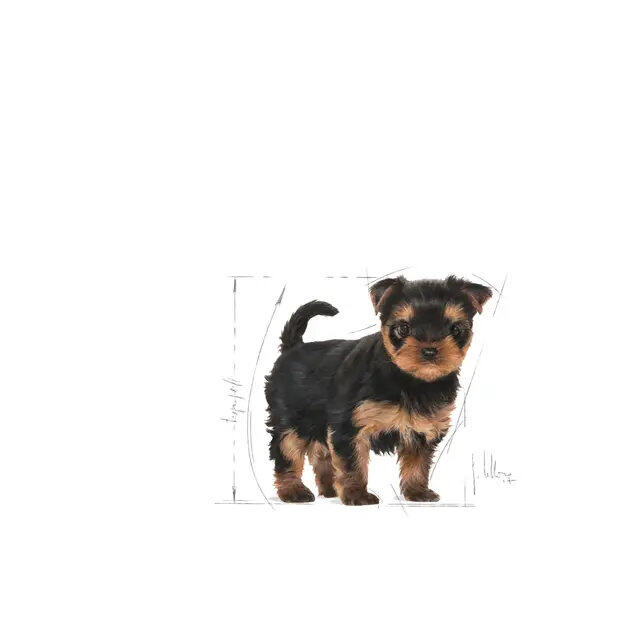 Royal Canin Yorkshire Terrier Puppy 1,5 kg