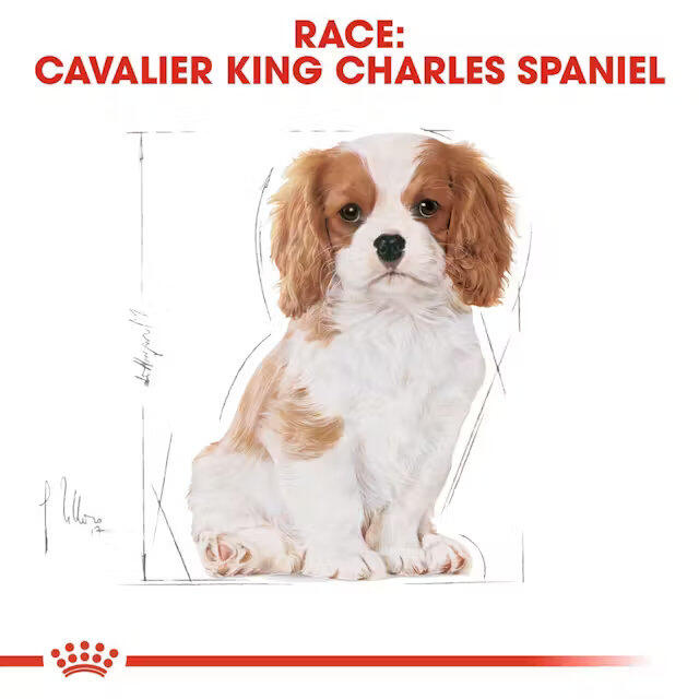 Royal Canin Cavalier King Charles Puppy 1,5 kg