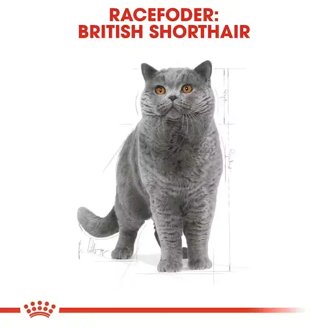 Royal Canin Kat British Shorthair Adult 10 kg