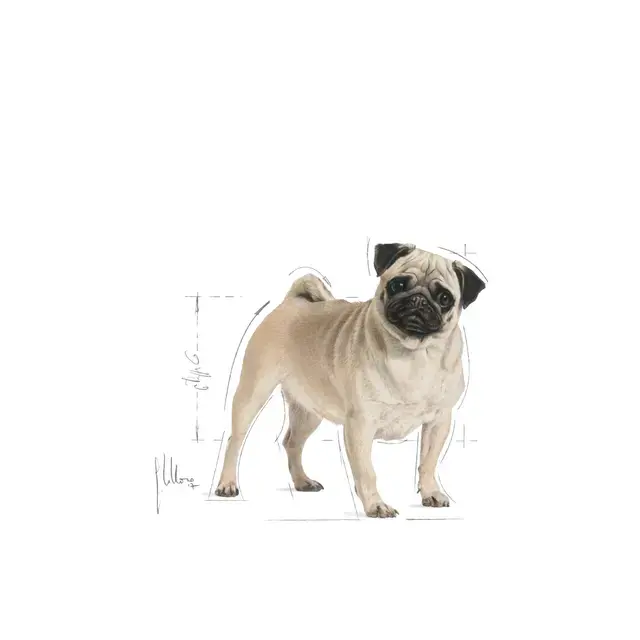 Royal Canin Pug Adult 7.5 kg.