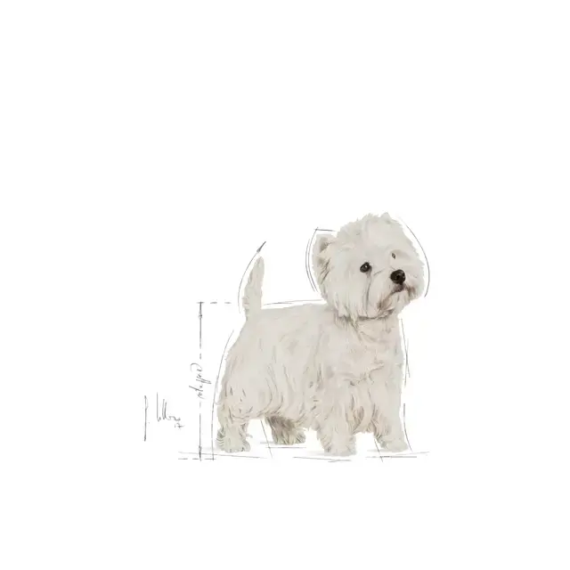 Royal Canin West Highland White Terrier Adult 3 kg.