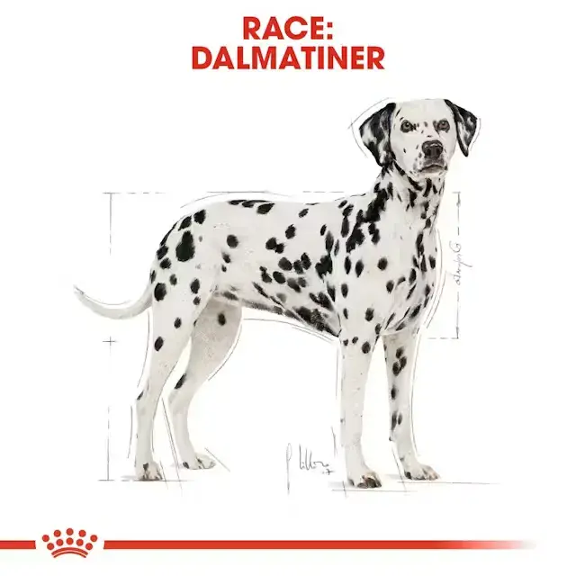 Royal Canin Dalmatian Adult 12 kg.