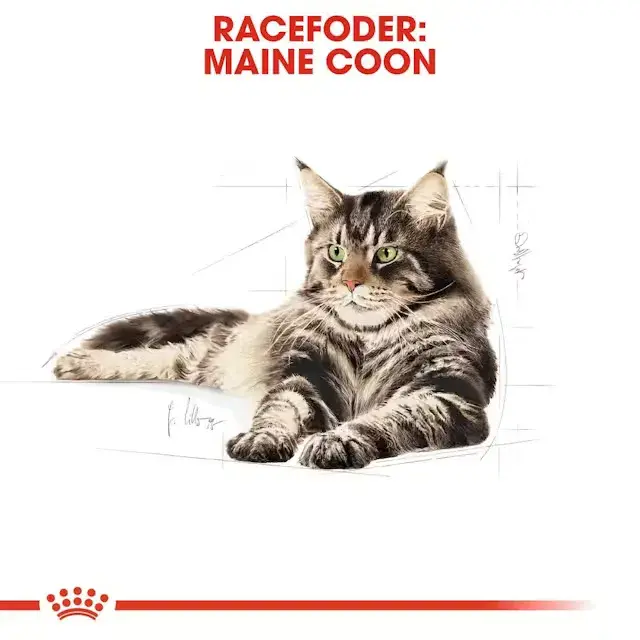 Royal Canin KAT Maine Coon Adult vådfoder 12x85 g