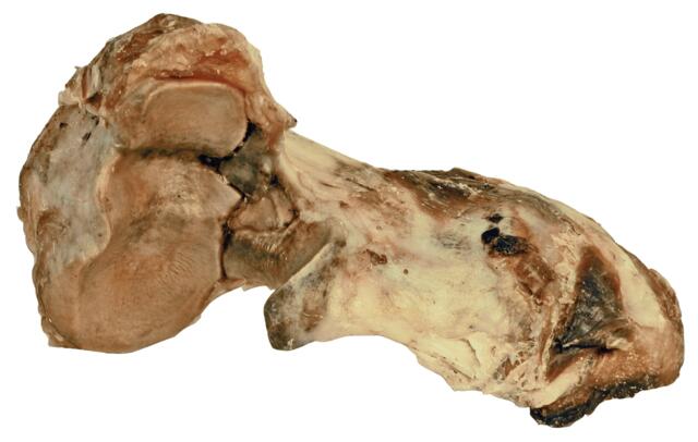 Dogman Okseknudeben fra Sverige - 450 g