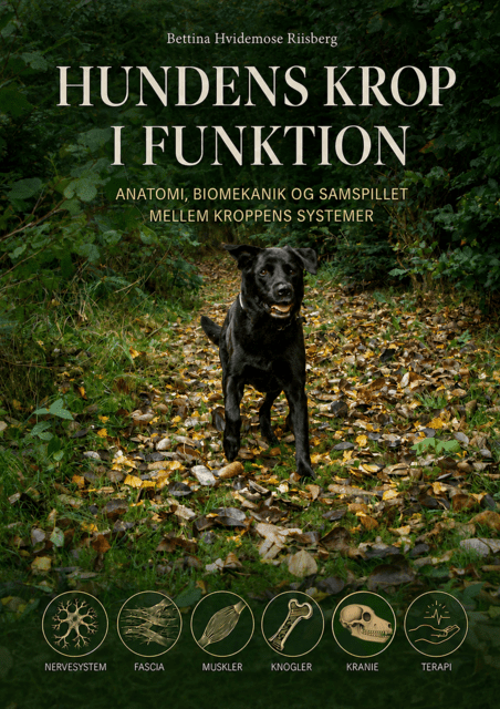 Hundens krop i funktion