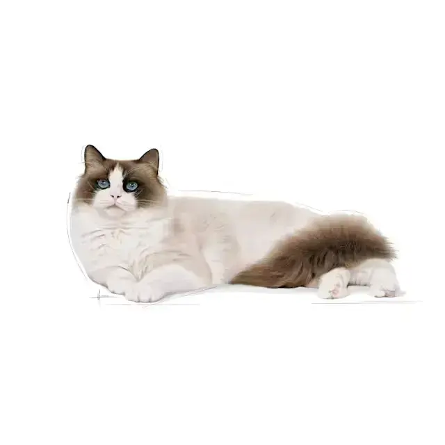 2 kg Royal Canin Kat Ragdoll Adult