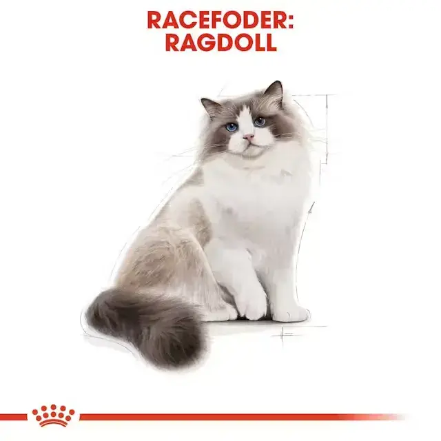 2 kg Royal Canin Kat Ragdoll Adult