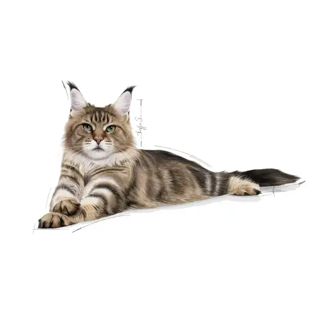 4 kg Royal Canin Kat Maine Coon Adult