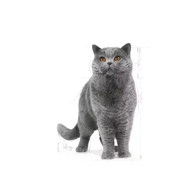 2 kg Royal Canin Kat British Shorthair Adult