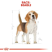 Royal Canin Beagle Adult 12 kg.