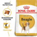 Royal Canin Beagle Adult 12 kg.