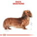 Royal Canin Dachshund Adult vådfoder 12x85 g