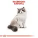 2 kg Royal Canin Kat Ragdoll Adult