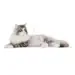 2 kg Royal Canin Norwegian Forest Cat / Norsk Skovkat Adult