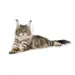 4 kg Royal Canin Kat Maine Coon Adult