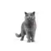 2 kg Royal Canin Kat British Shorthair Adult
