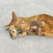 KONG Cat Luvs Mouse