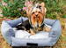 Companion Dog Bed med tempererende pude med sprcielt kølende stof - til små hunde og katte