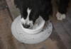 BOB Cooling Bowl til hund - Slowfeed/køling skål - restsalg