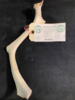 EASY BARF Rensdyr gevir - kastestang - ca. 15 - 20 cm cm lang