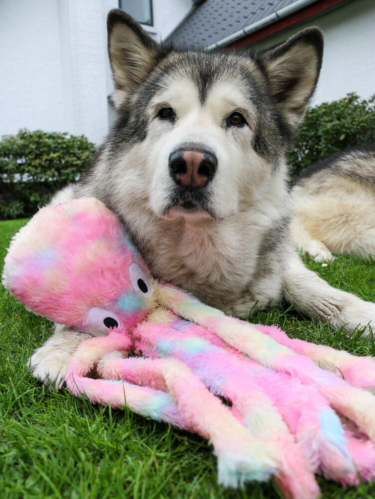 BEST FRIEND Octobus Dog Plush Toy - 56 cm thumbnail
